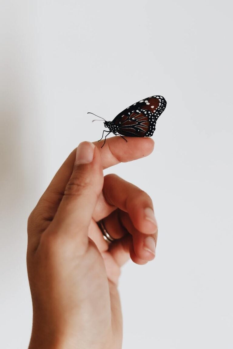 What does it mean when a Butterfly Lands on You? 9 Meanings