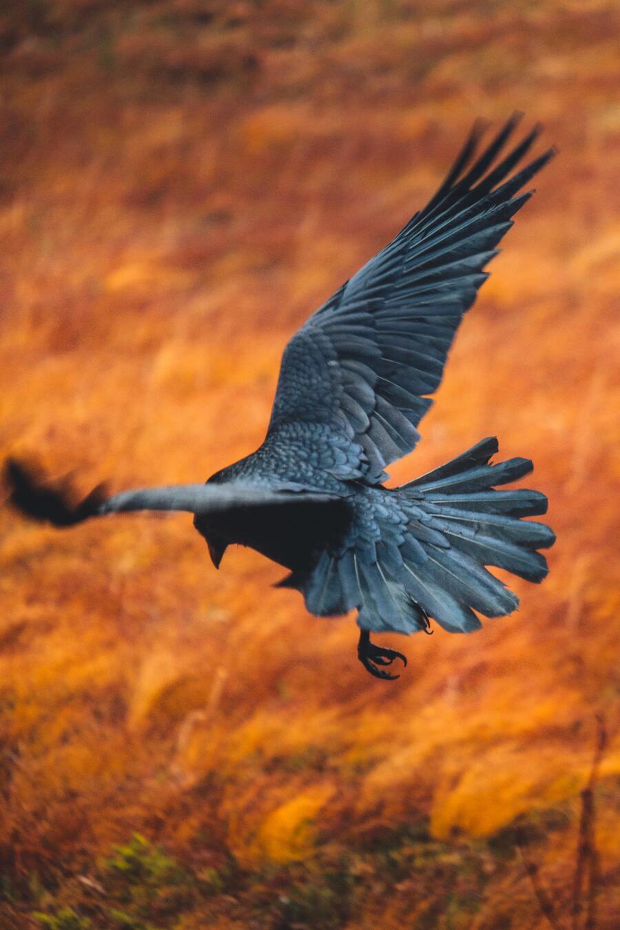 7 Spiritual Meanings of Seeing Crows 3, 4, 5, and 6 Crows Meaning