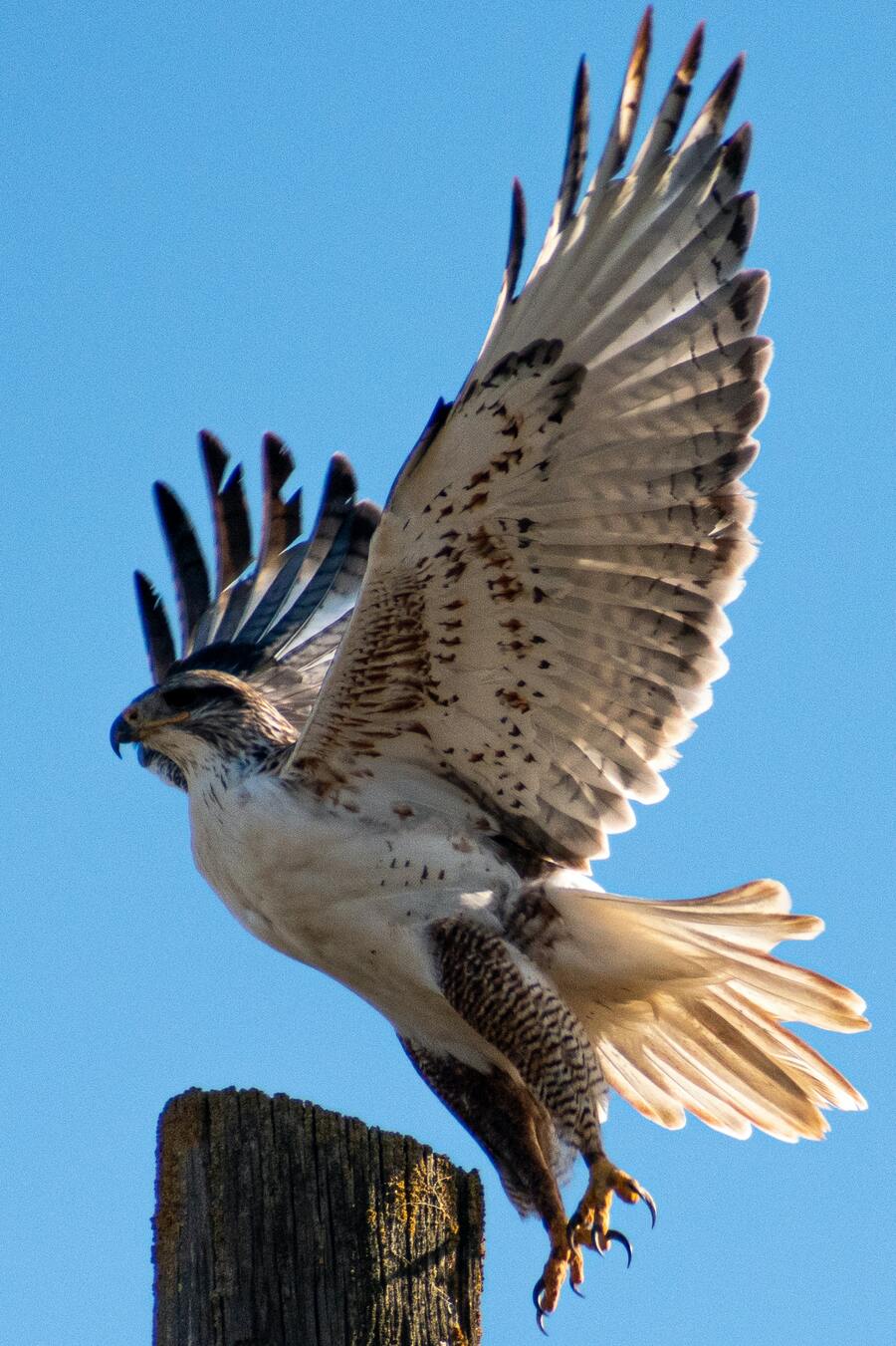11 Spiritual Meanings of Seeing a Hawk Up Close (Visits You)