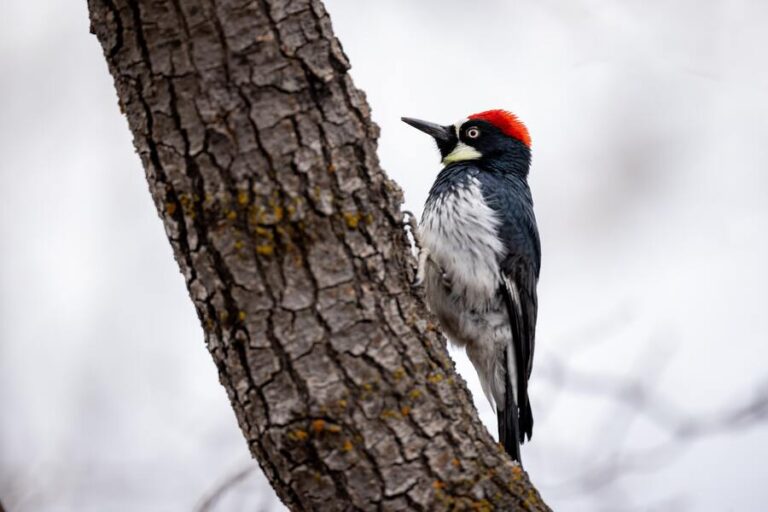 11 Woodpecker Spiritual Meanings in Love and Symbolism