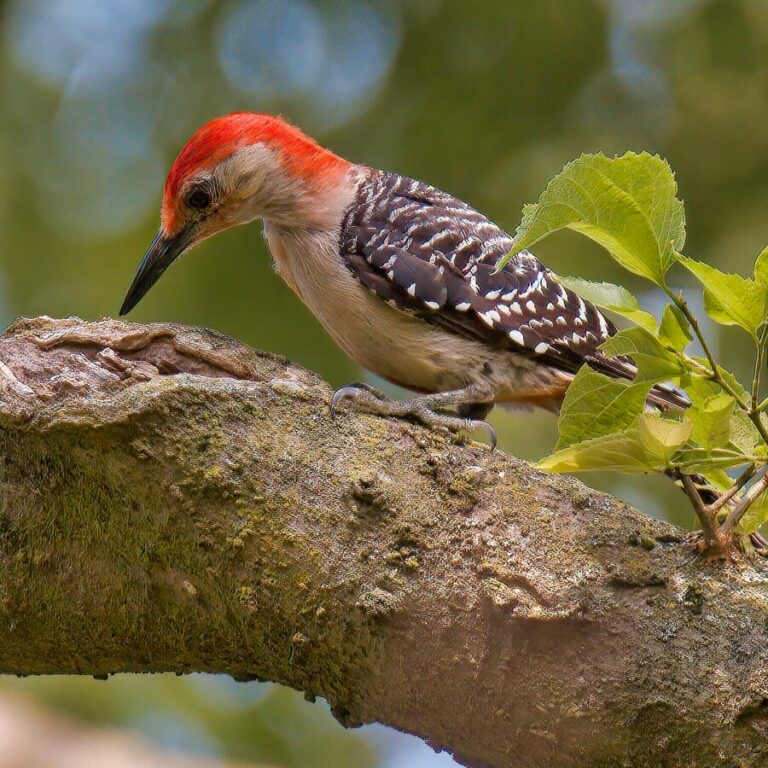 11 Woodpecker Spiritual Meanings in Love and Symbolism