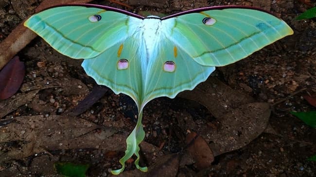 7 Luna Moth Symbolism And Spiritual Meaning In 2022