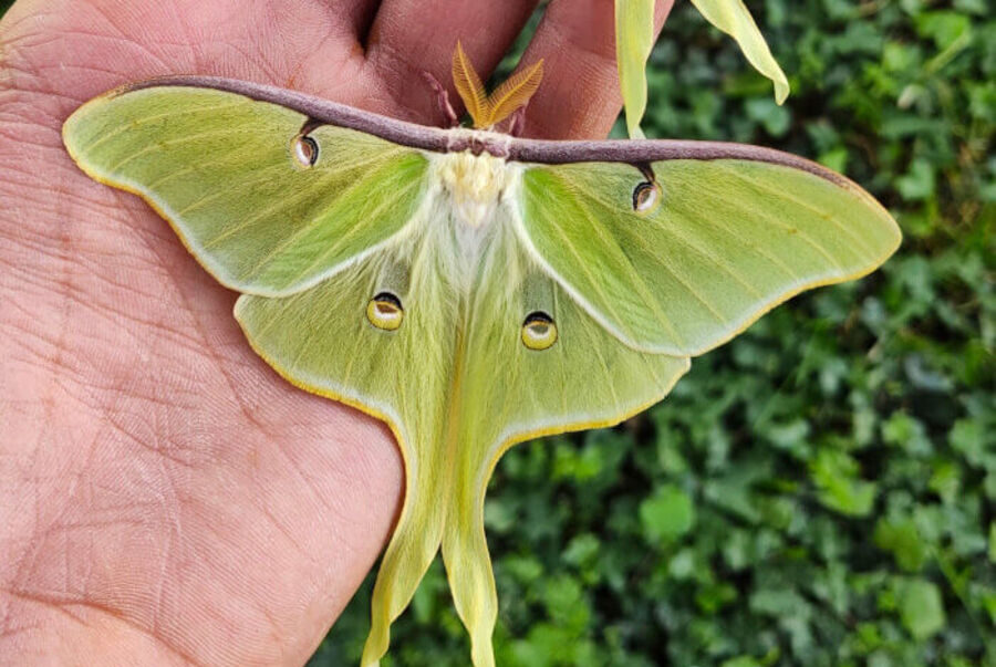 9 Luna Moth Symbolism and Spiritual Meaning (Updated)
