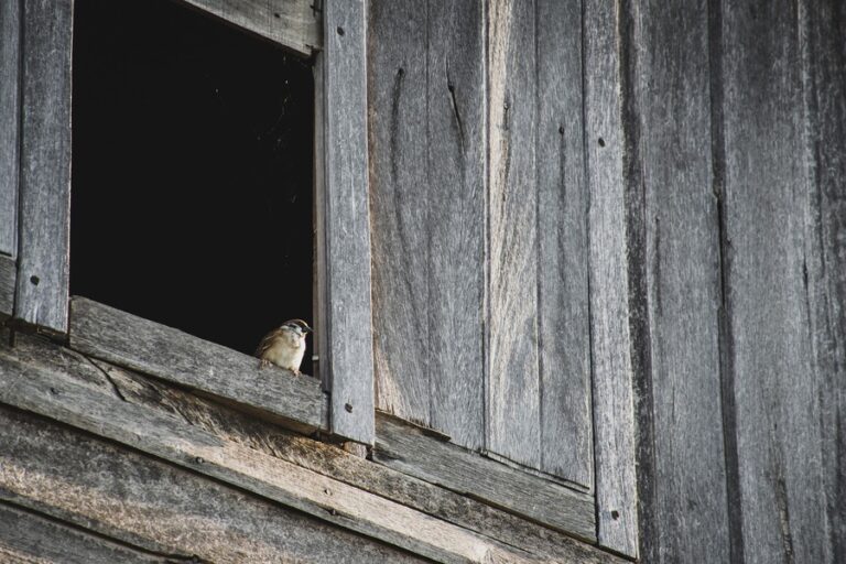 What Does it Mean When a Bird Hits Your Window? Dead or Alive