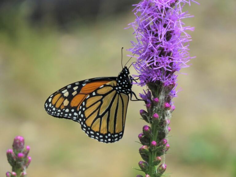 11 Spiritual Meanings of Monarch Butterfly Flying Around You
