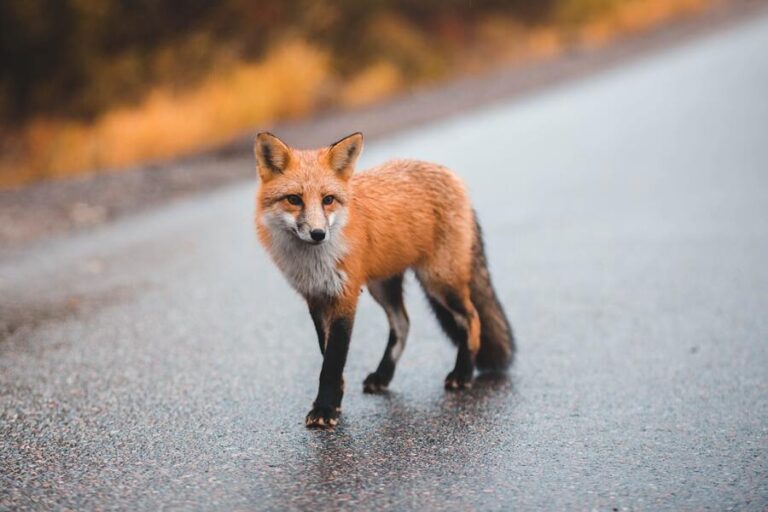 9 Mysterious Meanings of Seeing a Fox at Night (Spiritually)