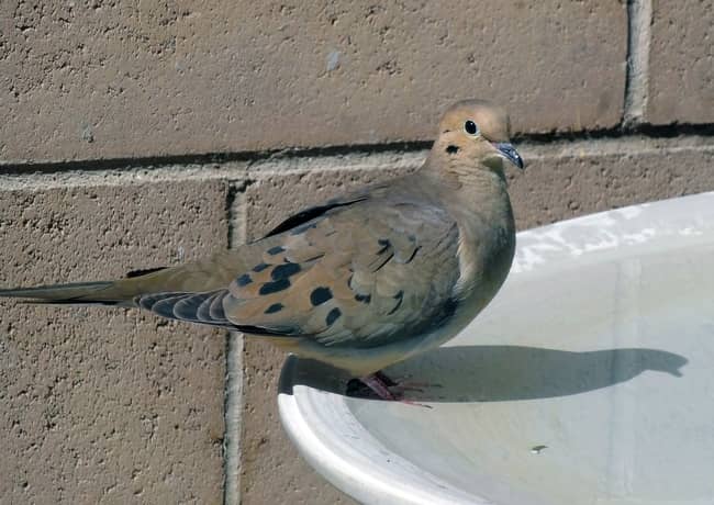 Mourning Dove Symbolism 5 Spiritual Meanings Of Grey Doves 2023 