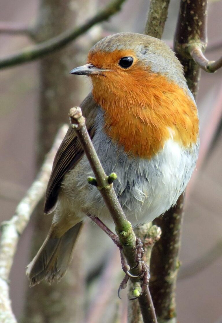 What does it mean when You See a Red Robin? 7 Spiritual Meanings