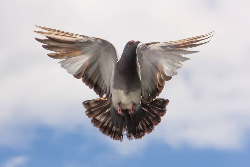 Mourning Dove Symbolism: 5 Spiritual Meanings of Grey Doves