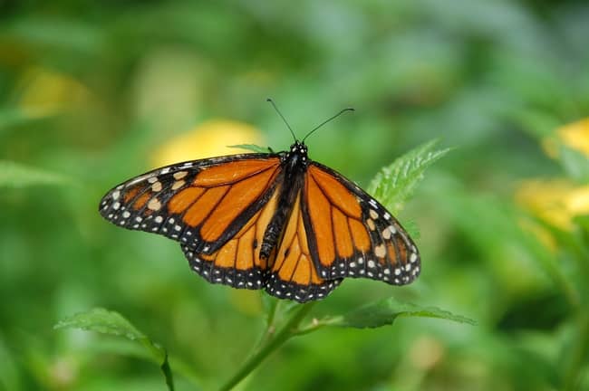 Spiritual Meaning of Monarch Butterfly: True Symbolism in 2022