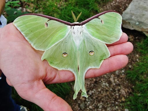 7 Luna Moth Symbolism And Spiritual Meaning In 2022