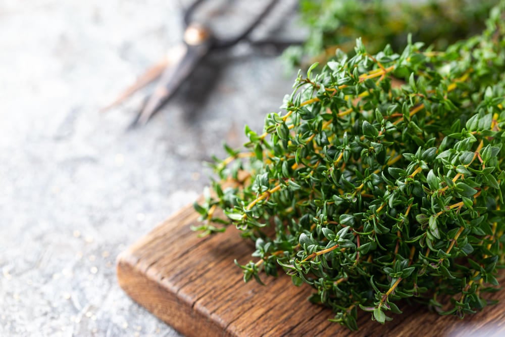 Thyme Spiritual Meaning 9 Benefits and Uses