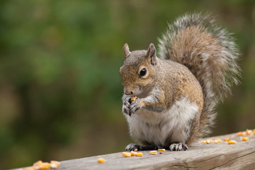 Dead brown squirrel