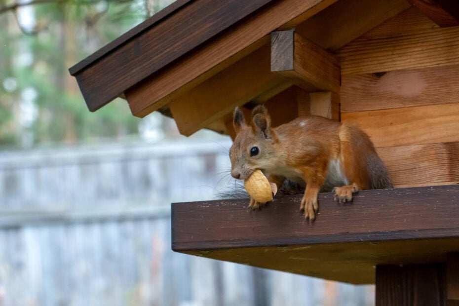 9 Dead Squirrel Meaning: Doorstep, Yard, and House