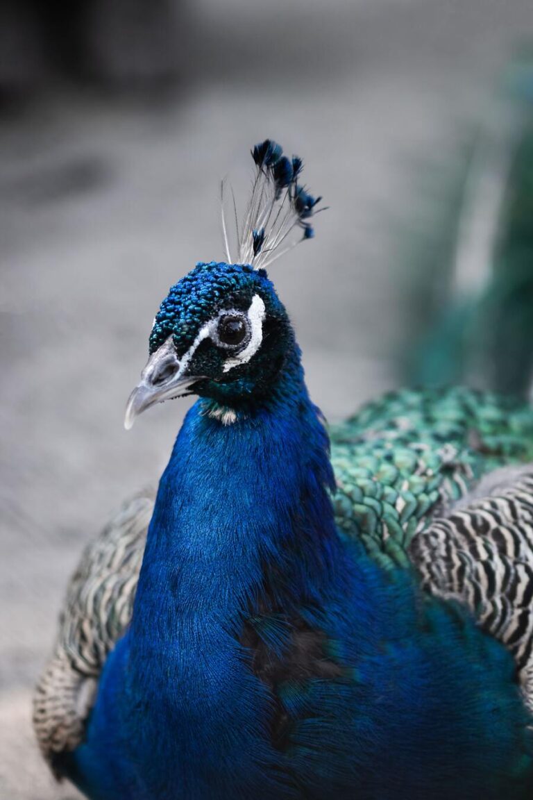 11 Peacock Spiritual Meanings and Symbolism (Spiritually)