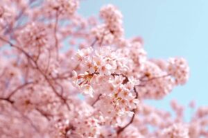 9 Cherry Blossom Spiritual Meanings and Symbolism