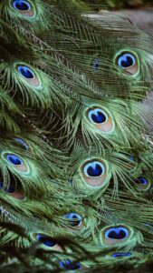 9 Peacock Feather Meanings: What does it Symbolize?
