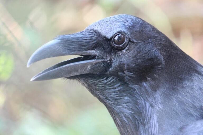 What Does it Mean When a Crow Caws at You? Night & Morning