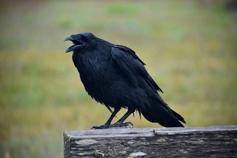 what-does-it-mean-when-a-crow-caws-at-you-night-morning