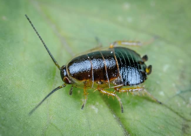 Dead Cockroach