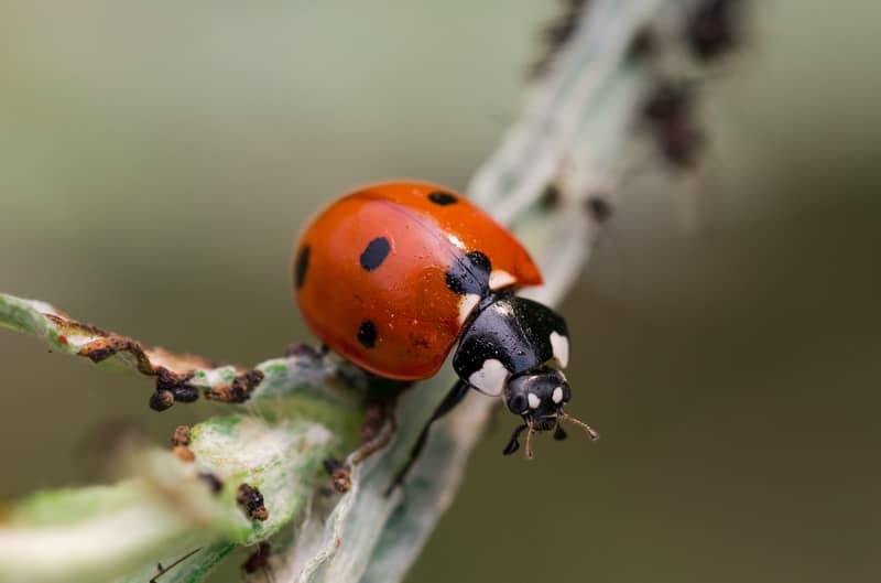 Are Ladybugs Good Luck Orange Yellow And Black In House