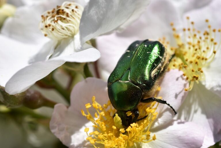 What Does it Mean When a Beetle Lands on You? 11 Spiritual Meanings