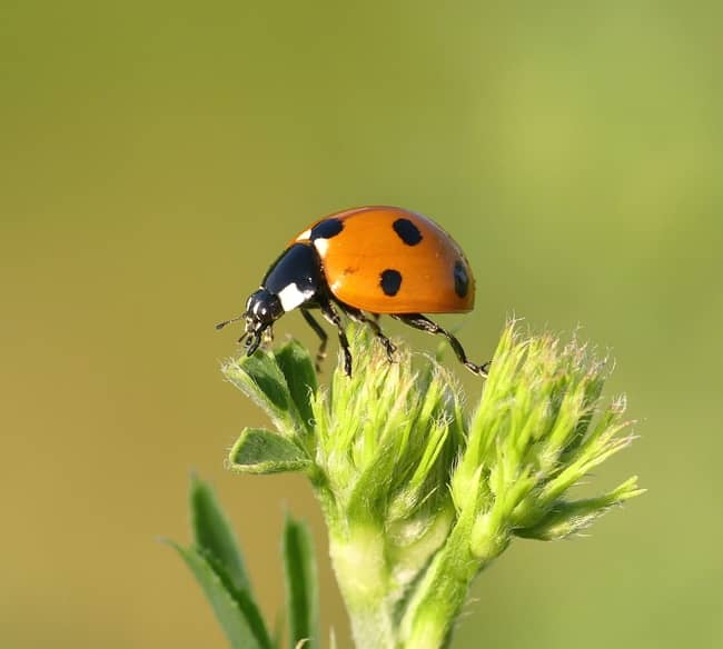9 Orange Ladybug Spiritual Meanings It s Good Luck 