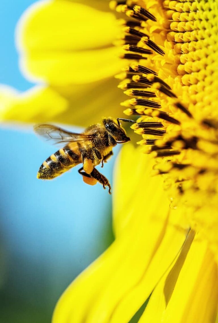 9 Yellow Jacket Spiritual Meanings Totem Animal Meaning
