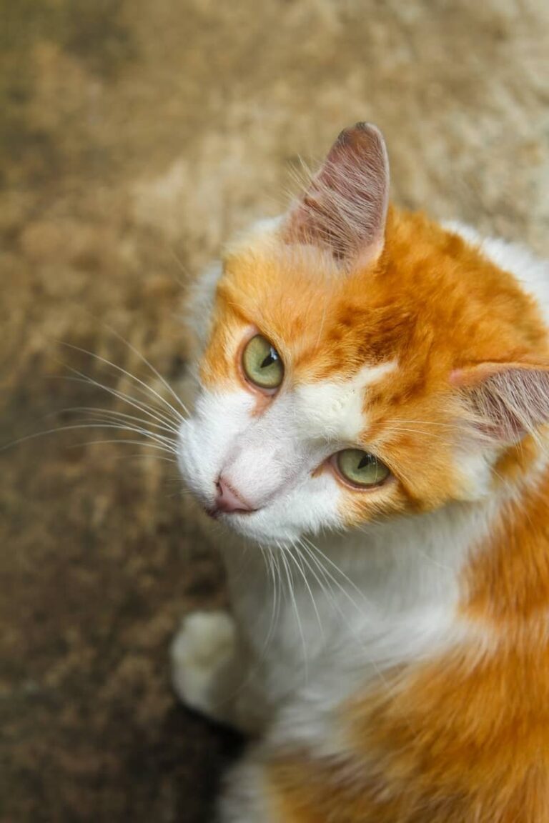 9 Orange Cat Spiritual Meanings And Symbolism (Updated)