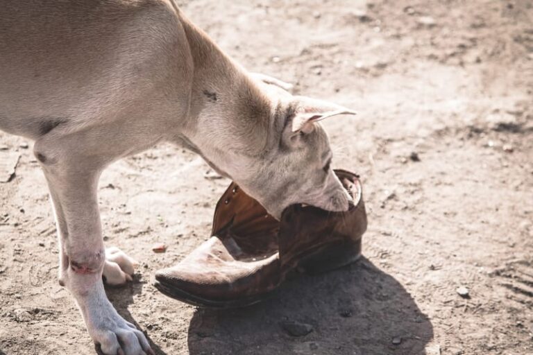 11 Spiritual Meanings Of A Dog Attack In A Dream And Reality 11-spiritual-meanings-of-a-dog-attack-in-a-dream-and-reality