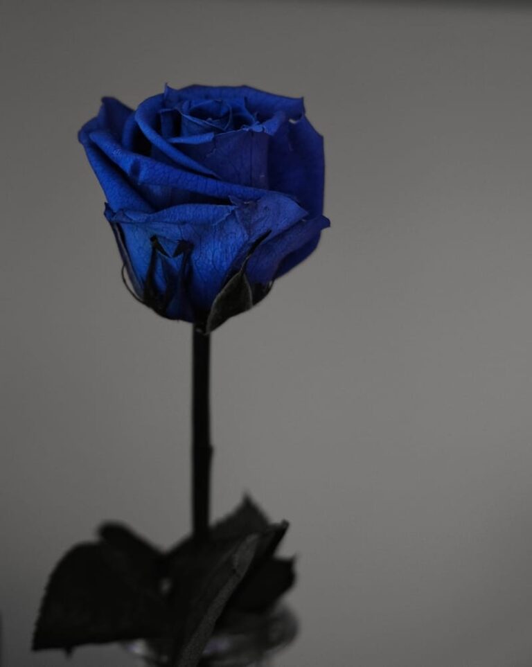 10 Blue Rose Spiritual Meanings What does a blue rose mean? 10 Blue Rose Spiritual Meanings What does a blue rose mean?