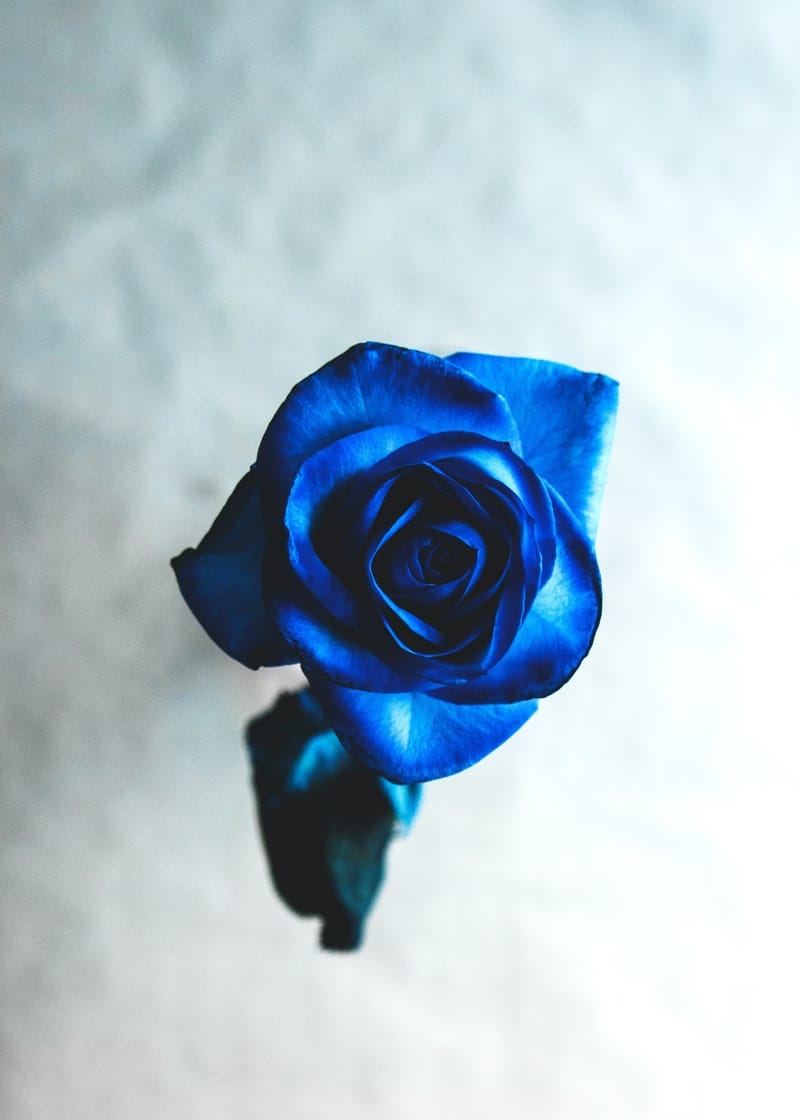 10 Blue Rose Spiritual Meanings What does a blue rose mean? 10 Blue Rose Spiritual Meanings What does a blue rose mean?