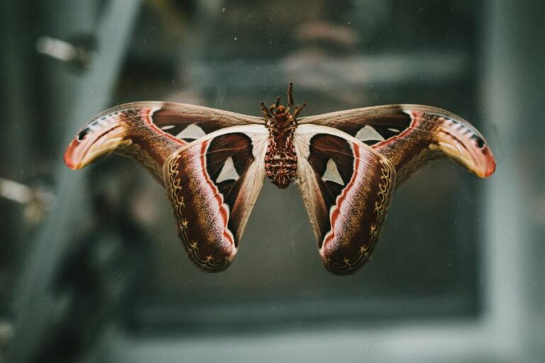 8 Insects that Symbolizes Death and Rebirth (Updated)