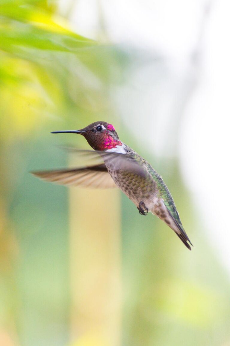 Dead Hummingbird Symbolism 7 Superstitions Omens dead-hummingbird-symbolism-7-superstitions-omens