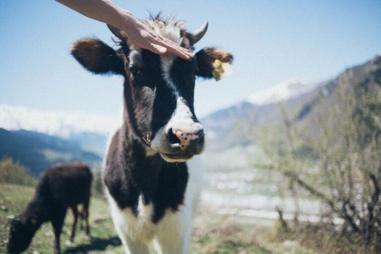 9 Spiritual Meanings of Cows in a Dream: It’s a good sign?