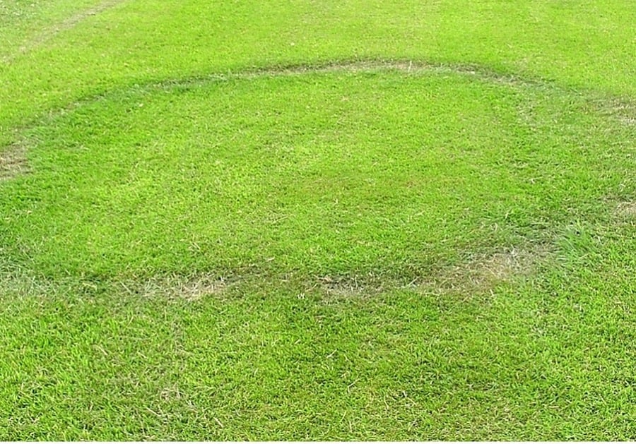 Fairy Rings In Grass: 9 Spiritual Meanings And Messages