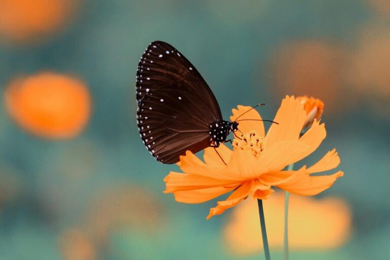 9 Butterfly Meanings in Love and in Relationships (Updated)