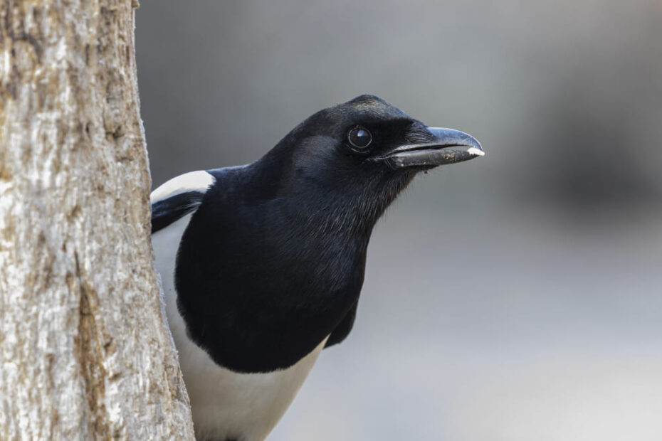 11 Spiritual Meanings of Magpies Visiting You - Bad Luck?