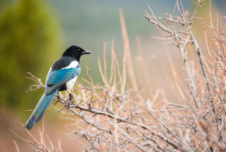 11 Spiritual Meanings of Magpies Visiting You - Bad Luck?