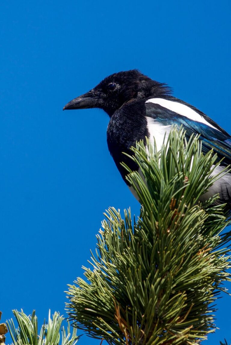 11 Spiritual Meanings of Magpies Visiting You - Bad Luck?