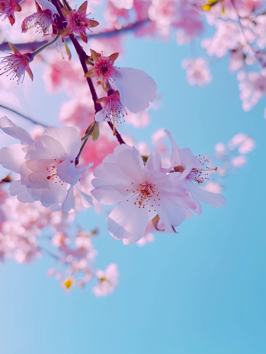 Pink Flower Spiritual Meaning 11 Flowers and Meanings