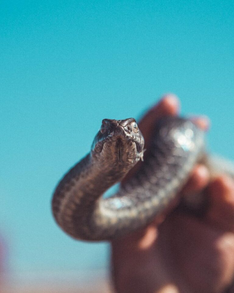 11 Spiritual Meanings of Killing a Snake in a Dream (Updated)