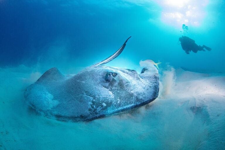11 Stingray Spiritual Meanings and Symbolism It