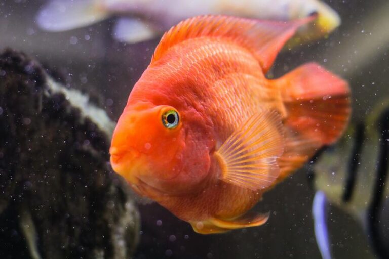 Fishy Represents What do Fish Symbolize & Represent? 11 Spiritual Meanings