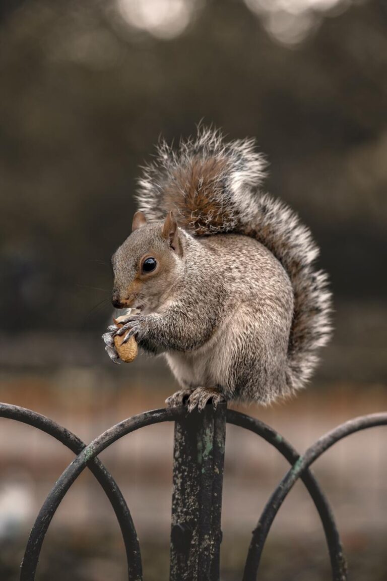 11 Spiritual Meanings of a Squirrel Crossing Your Path