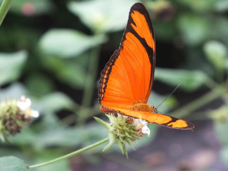 11 Black and Orange Butterfly Spiritual Meaning Good Luck?