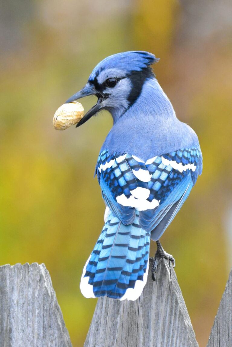 15 Blue Jay Bird Spiritual Meanings Did he Visit You?
