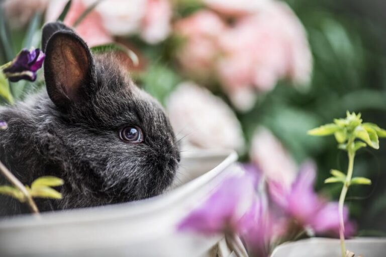 9 Spiritual Meanings of Seeing a Rabbit at Night