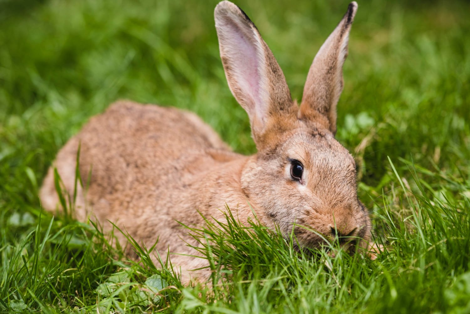 seeing a bunny
