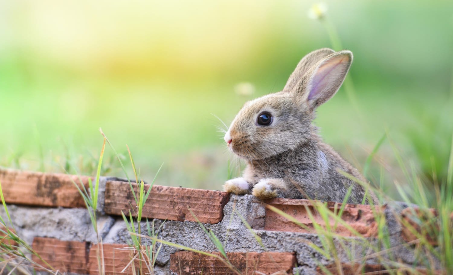 Grey Bunny